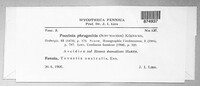 Puccinia phragmitis image